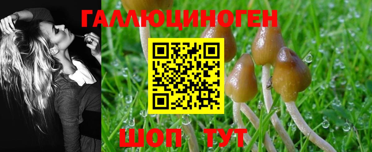 Псилоцибиновые грибы Cubensis Сунжа